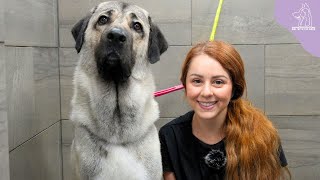 The Strongest Bite Force In The Dog Kingdom  Turkish Kangal [upl. by Alletsirhc]