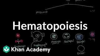 Hematopoiesis  Hematologic System Diseases  NCLEXRN  Khan Academy [upl. by Aninahs]