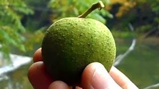 Wild Food Foraging Black Walnuts [upl. by Nalat]