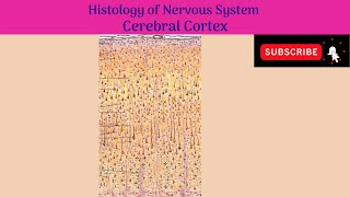 Histology of Cerebral Cortex  Types of Neurons  Laminae  Types of Cerebral Cortex [upl. by Vaios488]