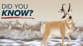 Unique Pronghorn Facts amp Characteristics [upl. by Amelie]