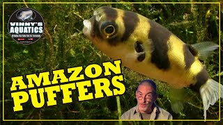 Amazon Puffer Fish Care 101 The Community Puffer [upl. by Lorrimer]