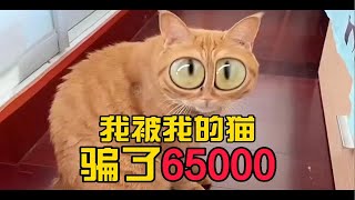 我被我的猫骗了65000块！你见过这样心机的猫么？ [upl. by Geraldine]