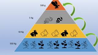 ¿Cómo se mueven la energía y la materia en los ecosistemas [upl. by Blodget]