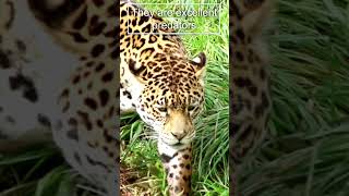 Jaguar Super Hunter 😍 cats predators jaguar [upl. by Humo108]