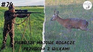 Z Pamiętnika Myśliwego 74 Pierwsze majowe rogacze  przygoda z wilkami Roebuck hunting 2024 [upl. by Comstock]