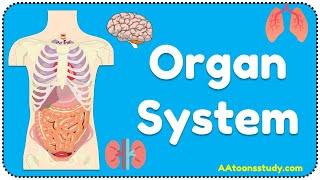 Organ System  Organ system and their functions  Biology  AAtoonsStudy [upl. by Studner]