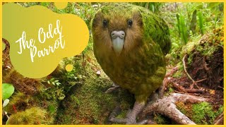 Kakapo  Owl Parrot Rare Kakapo Facts [upl. by Burnham]