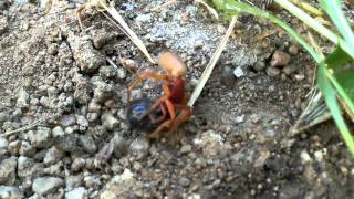 Woodlouse spider catches prey [upl. by Decrem]