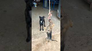 Belgian amp Bhagyari Puppy Jump Training short viral dog tranding [upl. by Elfrieda928]