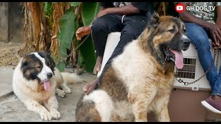 Check Out These Massive Caucasian Shepherds that passed through at the August Classic Dog Show 2024 [upl. by Loralyn824]