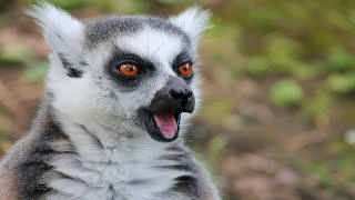 RingTailed Lemur Sounds  Noises [upl. by Lindner]