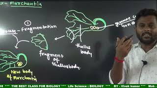 Plant  Bryophytes  liverworts Reproductionbiology  class 11 [upl. by Hgielac]