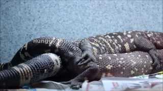 Beaded Lizard Breeding [upl. by Byrom347]