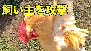 飼い主の蹴られ飼育ルーティン【ニワトリ飼育】 159話目 [upl. by Leif]