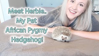 My Pet AFRICAN PYGMY HEDGEHOG  Basic Care and Advice [upl. by Lashond]