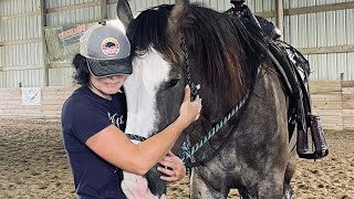 Pure Platinum  2019 ClydesdaleDutch Warmblood Gelding  Jill Walton Performance Horses [upl. by Meredeth]