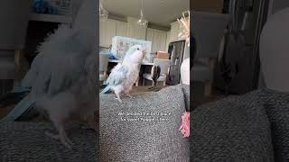 Auggie and I have big news parrot quakerparrot birds rescue animals pets [upl. by Briano973]