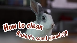 HOW TO CLEAN A RABBIT’S SCENT GLANDS bunnylifestyle youtubechannelgrow petcare youtubeindia [upl. by Whittemore]