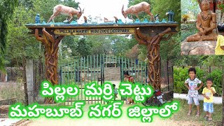 Pillalamarri Tree in Mahabubnagar TelanganaMini Zoo ParkDeer Zoo parkPillalamarri Mahabubnagar [upl. by Draner]