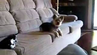 Pinchy Barking On Couch Yorkie Yorky Yorkshire Terrier [upl. by Ytinav]