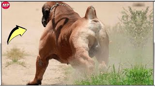 BOERBOEL demostrando por que TODOS deberían Temerle  El Perro Caza Leones Africano [upl. by Dranyam]