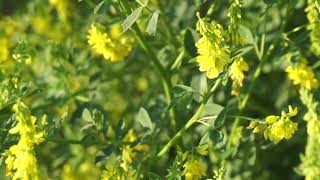 Nostrzyk żółty  Melilotus officinalis [upl. by Mandel]