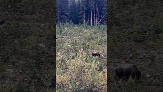 Grizzly Bear and Cub in the Wild  Stunning Wildlife Footage [upl. by Ema446]