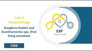 Lec 2  Parasitology  Naegleria fowleri and Acanthamoeba spp free living amoebae  CNS 42 [upl. by Ahsenat212]