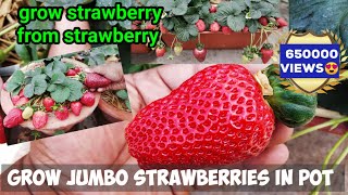 How To Grow HUGE STRAWBERRIES BY SEEDS  In Pot  With Full Updates STEP BY STEP GUIDE [upl. by Tihor39]