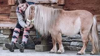 Ausflug mit den Zwergponys  Familienresort Ellmauhof [upl. by Idihc802]