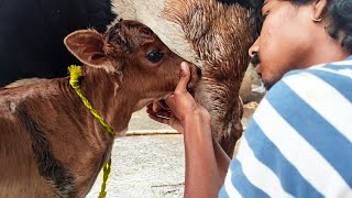 Cow Giving Birth  Calf Born  Cow Giving Birth to Lovely Calf [upl. by Brey]