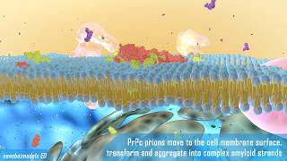 Prion disease animation [upl. by Marr271]