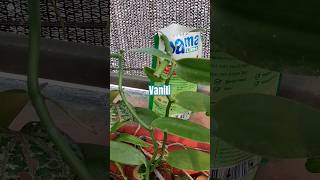 Bibitt Vanili Planifolia dari stek shortvideo vanili [upl. by Davena]