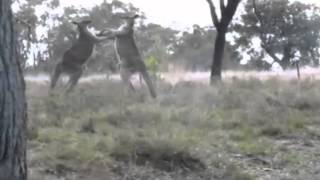 Vicious kangaroo fight captured on camera in Australia [upl. by Mathia255]