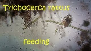 trichocerca rattus feeding [upl. by Bilbe368]