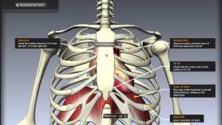 Cardiovascular System Location of the heart [upl. by Pallaten]