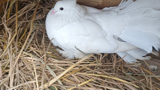 fancy pigeons lakka kabutar for sell [upl. by Kerwin766]