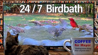 247 Cat TV Continuous Birdbath All Day Neverending Video for Cats to Watch OntheHour [upl. by Oel]