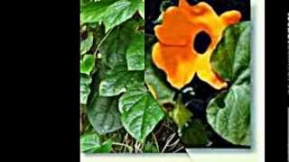 Thunbergia alata Himmelsblumen [upl. by Stochmal]