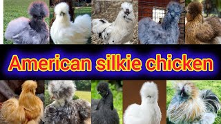 American silkie hen  American silkie chicken  silkie chickens  American silkie chicken price [upl. by Heid]