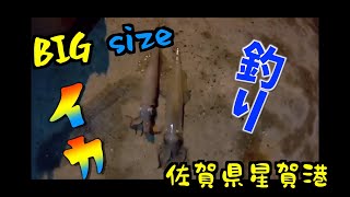 佐賀県星賀港港 スッテでイカ釣りSquid fishing）２０２３年『激ひまチャンネル』 [upl. by Annair]