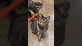 These cuties still need a home Greenville NC petsmart cats playful cuddly adoptme greenville [upl. by Ardied]