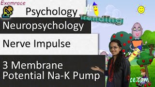 Nerve Impulse  3 Membrane Potential NaK Pump Examrace Dr Manishika [upl. by Akinar231]