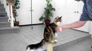 Maine Coon  Cool Cat Tricks [upl. by Hen]