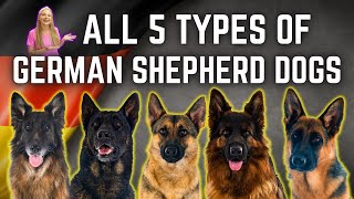 The 5 German Shepherd Breed Types Simply Explained [upl. by Yecal902]