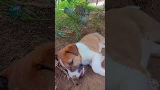 catie cat funny doglover trending bhagyshreenkt [upl. by Baynebridge526]