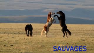 La Vie Sauvage des Chevaux [upl. by Nepsa]