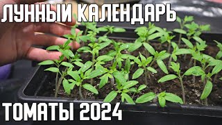 Лунный календарь посадки помидор в 2024 году Посадите в эти дни для хорошего урожая [upl. by Lamoree116]