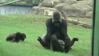 Gorillas in love at Atlanta Zoo [upl. by Bonne124]